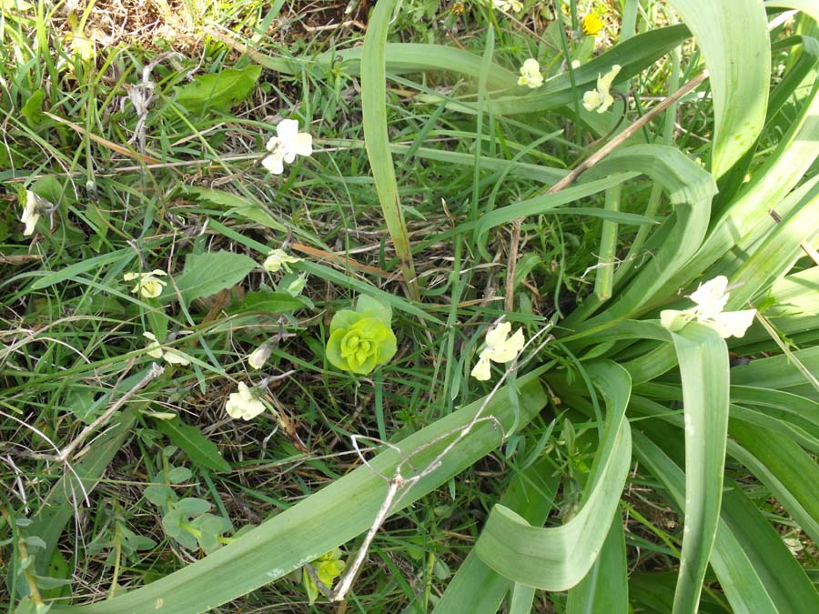 Viola garganica/Viola del Gargano